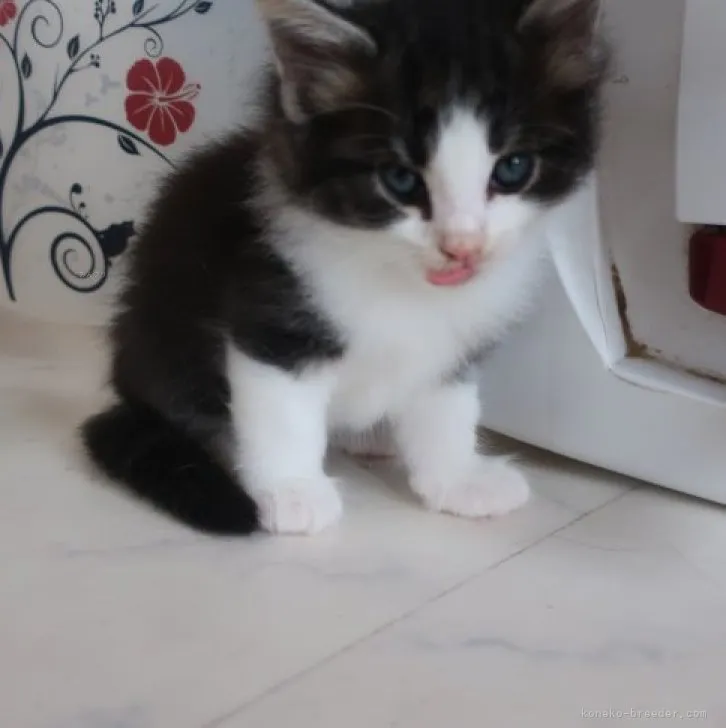 ID：2309-00184の子猫