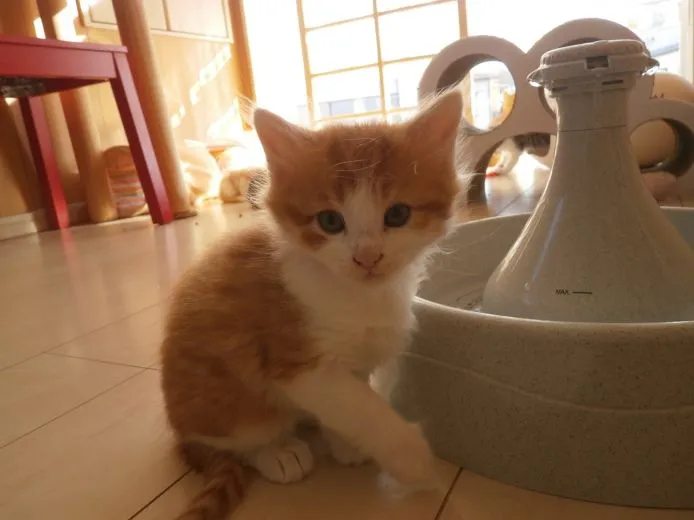 ID:1502-00286の子猫