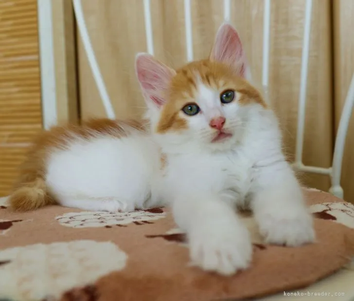 ID：2106-02372の子猫