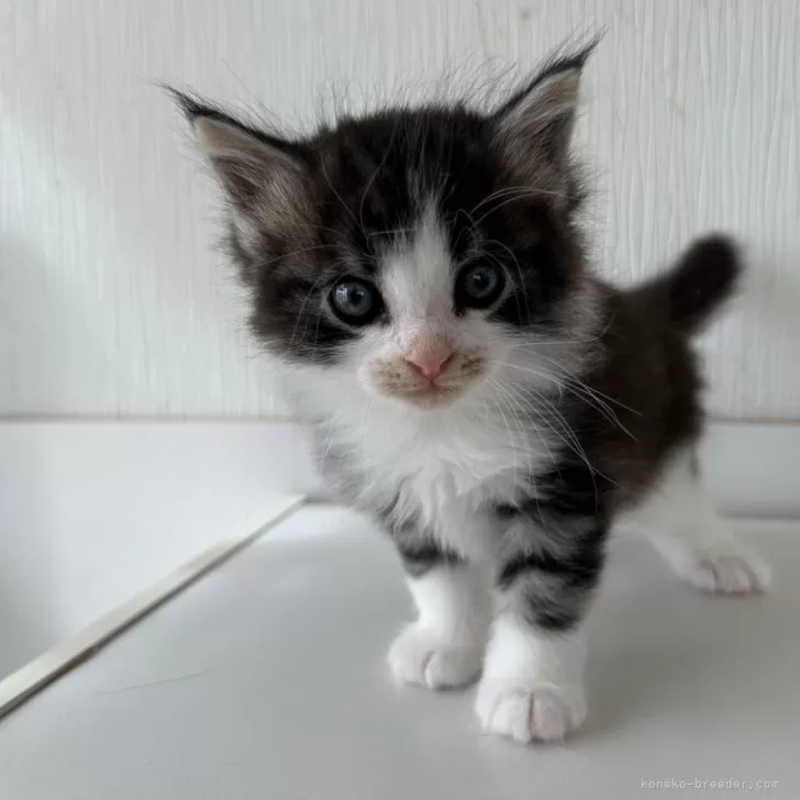 ID:2409-01207の子猫