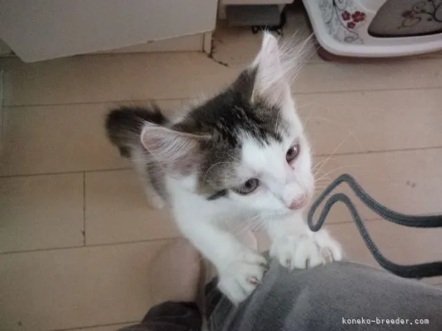 ID:2106-02402の子猫