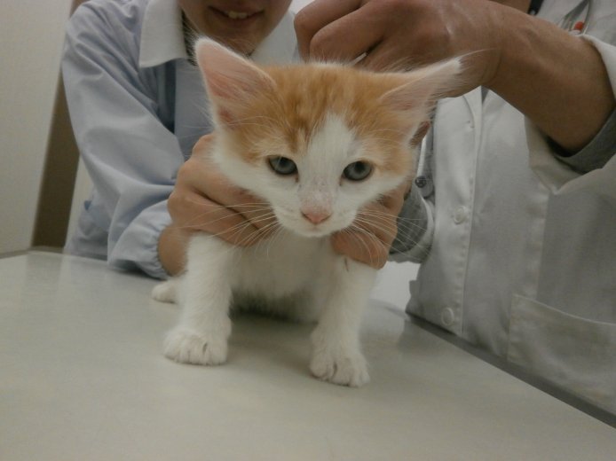 みんなの子猫ブリーダー|ノルウェージャンフォレストキャット