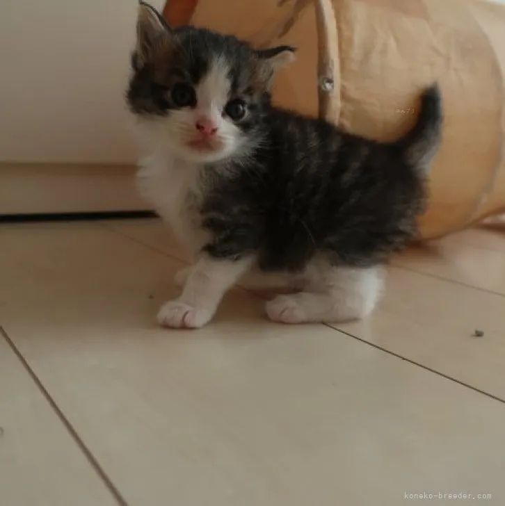 ID:2309-00187の子猫