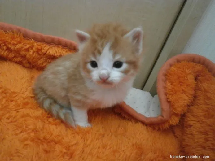 TAKO 様のお迎えした子猫