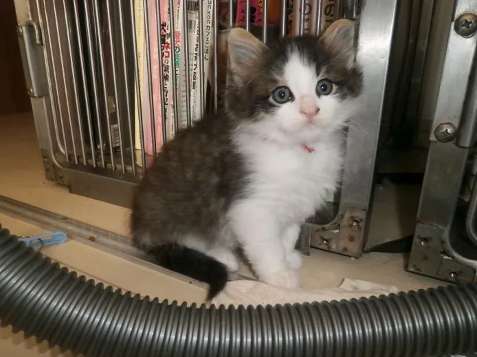 ID：1502-00289の子猫