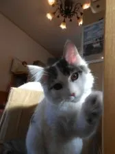 ノルウェージャンフォレストキャット【千葉県・男の子・2019年12月1日・ブラウンタビー&ホワイト】の写真1「3月２0日撮影　なつっこいですー」