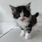 ノルウェージャンフォレストキャット