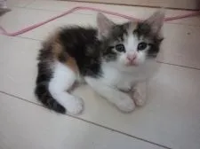 ノルウェージャンフォレストキャット【千葉県・女の子・2021年5月21日・ブラウンパッチドタビー&ホワイト(縞三毛)】の写真1「６月２３日撮影　少し黒目の多いみけさんです」