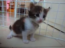 ノルウェージャンフォレストキャット【千葉県・女の子・2021年5月21日・ブラウンパッチドタビー&ホワイト(縞三毛)】の写真2「お座りも上手にできます」