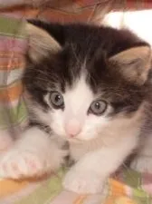 ノルウェージャンフォレストキャット【千葉県・男の子・2015年9月26日・ブラウンタビー&ホワイト】の写真3「後ろから兄弟に追っかけられて　必死です!!」