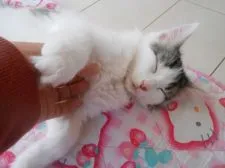 ノルウェージャンフォレストキャット【千葉県・男の子・2019年12月1日・ブラウンタビー&ホワイト】の写真5「あーそこそこきもちいー」