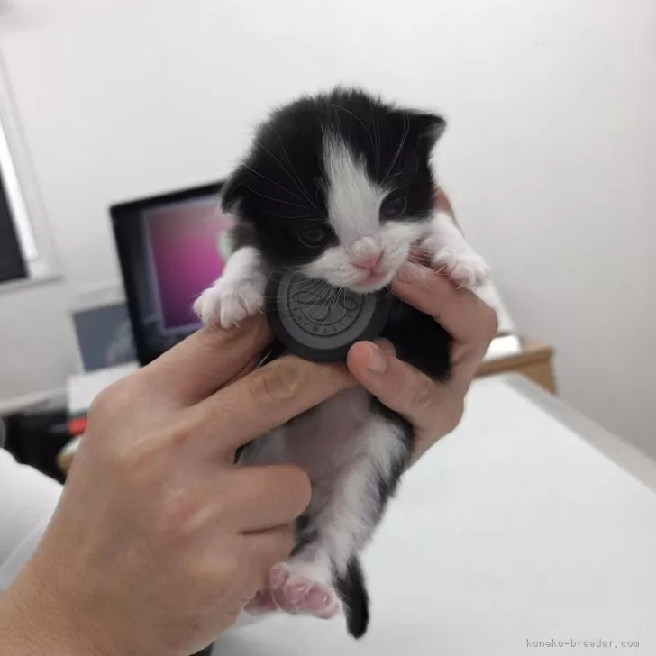 ノルウェージャンフォレストキャット【千葉県・男の子・2025年10月22日・ブラック&amp;ホワイト】の写真1「始めての検診してきました」