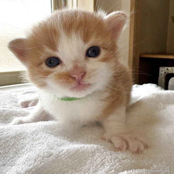 ブリーダー画像