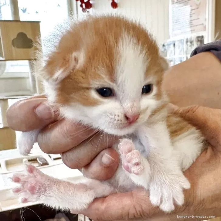 ノルウェージャンフォレストキャット【千葉県・男の子・2025年10月1日・レッドマッカレルタビー&ホワイト】の写真1「13日時点で279グラム」