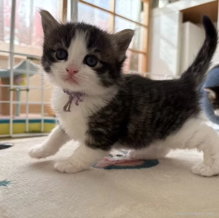 ID:2503-00392の子猫