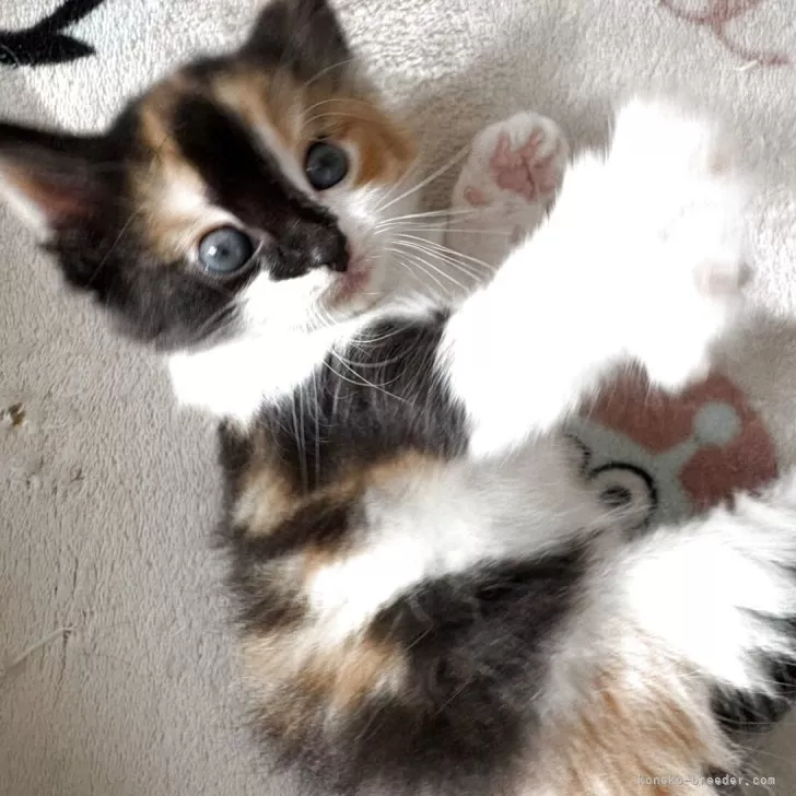 ID：2510-01675の子猫