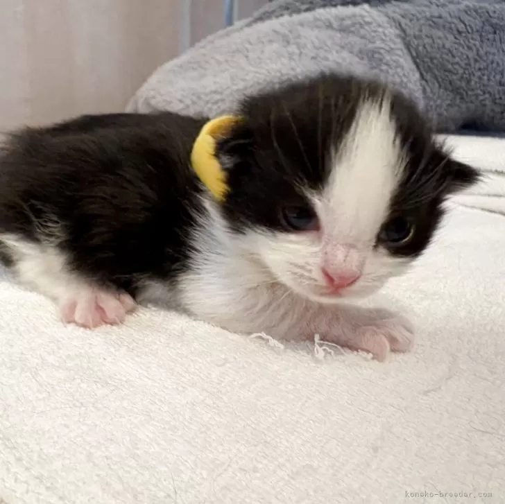 ノルウェージャンフォレストキャット【千葉県・女の子・2025年10月22日・ブラック&amp;ホワイト】の写真1「めがひらいたばかりです」