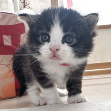 ノルウェージャンフォレストキャット【千葉県・男の子・2025年10月22日・ブラウンマッカレルタビー&ホワイト】の写真「まったりした子です」