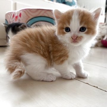 ノルウェージャンフォレストキャット【千葉県・男の子・2025年10月1日・レッドマッカレルタビー&ホワイト】の写真「どっしりくん」