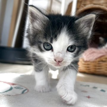 ノルウェージャンフォレストキャット【千葉県・男の子・2025年10月1日・シルバーマッカレルタビー&ホワイト】の写真「小さい末っ子ちゃん」