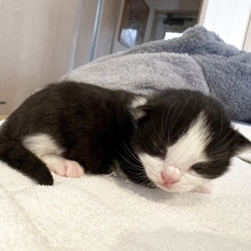 ノルウェージャンフォレストキャット【千葉県・男の子・2025年10月22日・ブラック&ホワイト】の写真「ぼっちゃりくん」