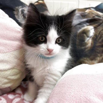 ノルウェージャンフォレストキャット【千葉県・男の子・2025年10月22日・ブラック&ホワイト】の写真「のんびりくん」