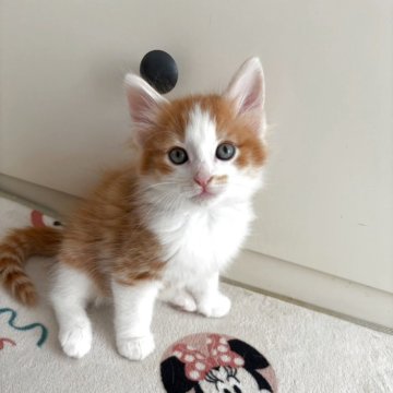 ノルウェージャンフォレストキャット【千葉県・男の子・2025年10月1日・レッドマッカレルタビー&ホワイト】の写真「どっしりくん」