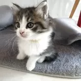 ノルウェージャンフォレストキャット