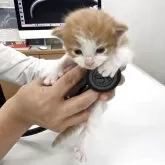 ノルウェージャンフォレストキャット