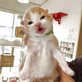 ノルウェージャンフォレストキャット