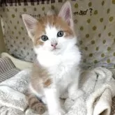 ノルウェージャンフォレストキャット