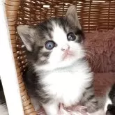 ノルウェージャンフォレストキャット