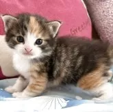 ノルウェージャンフォレストキャット