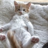 ノルウェージャンフォレストキャット