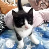 ノルウェージャンフォレストキャット