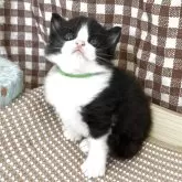 ノルウェージャンフォレストキャット