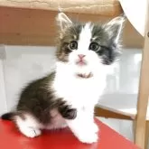 ノルウェージャンフォレストキャット