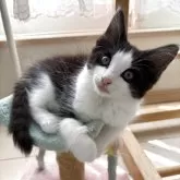 ノルウェージャンフォレストキャット