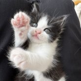 ノルウェージャンフォレストキャット