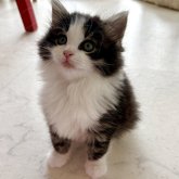 ノルウェージャンフォレストキャット
