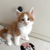 ノルウェージャンフォレストキャット