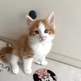 ノルウェージャンフォレストキャット