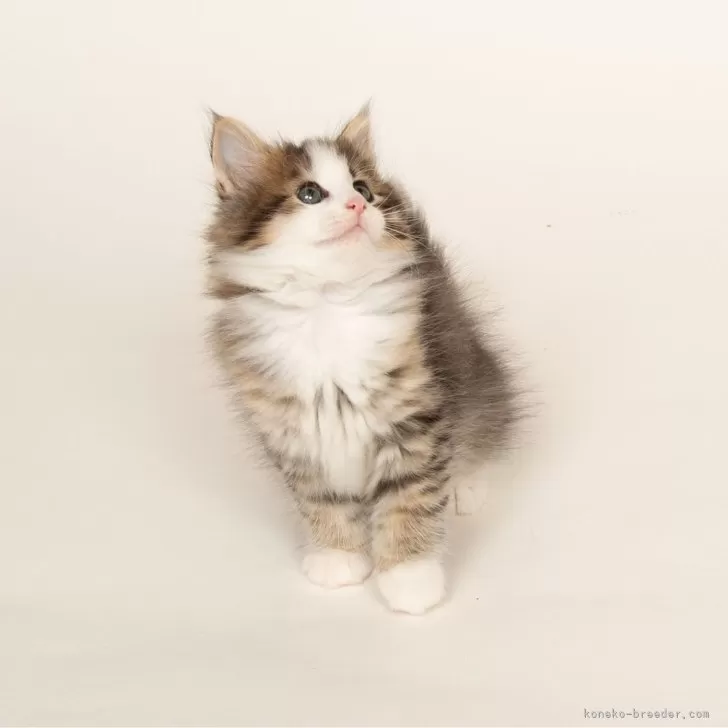ID:2412-00832の子猫