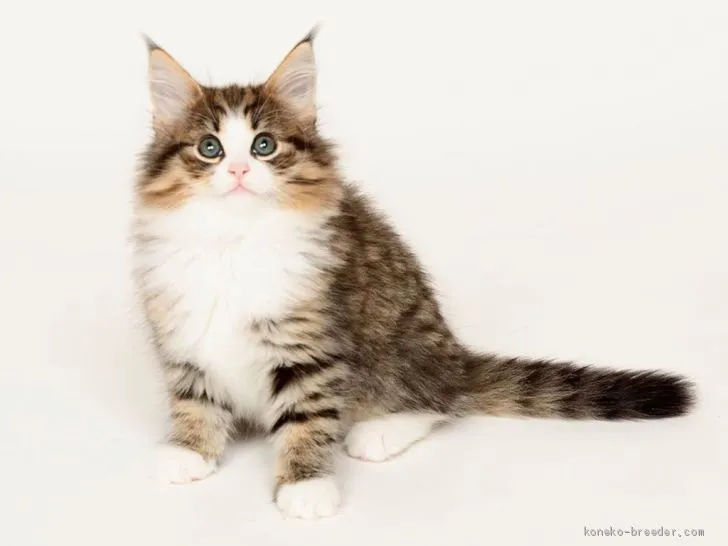 ID:2007-01368の子猫