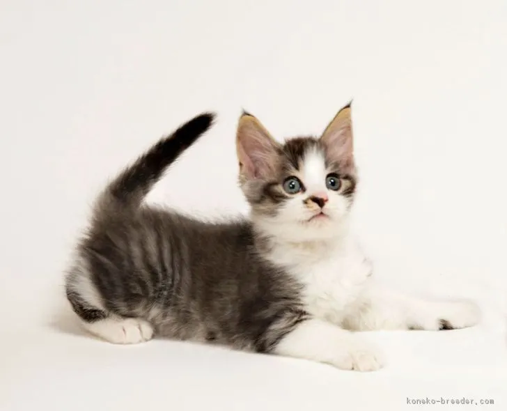 ID：1708-01034の子猫