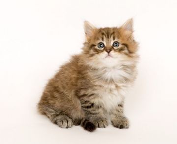 ノルウェージャンフォレストキャット【神奈川県・女の子・2017年9月16日・ブラウンマッカレルタビー（毛ぶき良好です）】の写真「華やかなブラウンのフルタビーです」