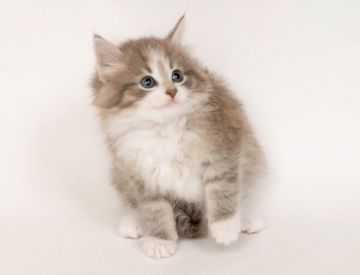 ノルウェージャンフォレストキャット【神奈川県・男の子・2017年9月16日・ブルーマッカレルタビー/ホワイト（毛ぶき良好です）】の写真「細く密集した毛がふわふわな淡いブルーの男の子です」