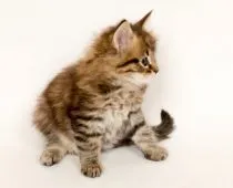 ノルウェージャンフォレストキャット【神奈川県・女の子・2017年9月16日・ブラウンマッカレルタビー】の写真2