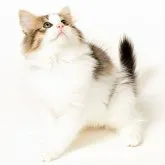 ノルウェージャンフォレストキャット【神奈川県・男の子・2023年7月14日・ブラウンマッカレルタビー&ホワイト】の写真2「性格は甘えん坊の男の子です」