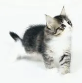 ノルウェージャンフォレストキャット【神奈川県・女の子・2022年4月15日・ブラウンマッカレルタビー&ホワイト】の写真3